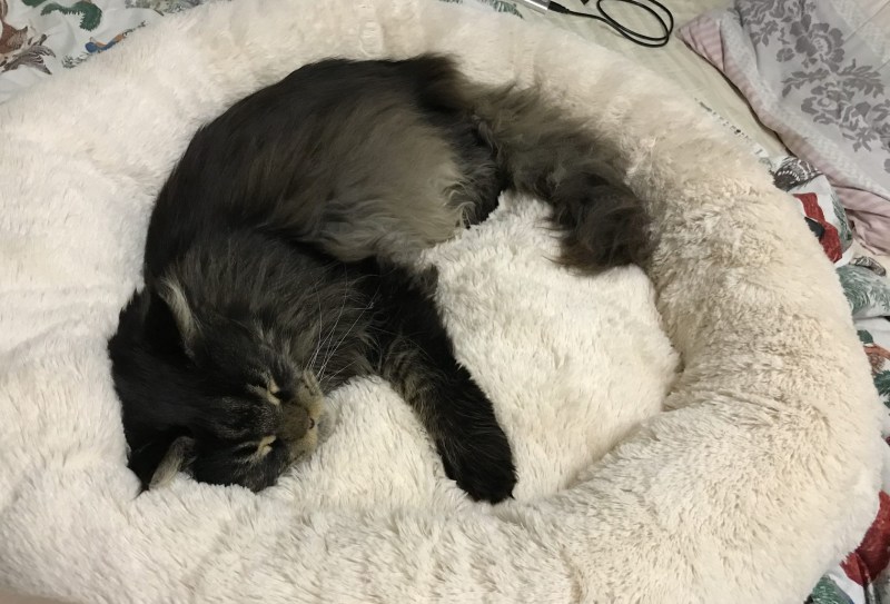 Котик и киски