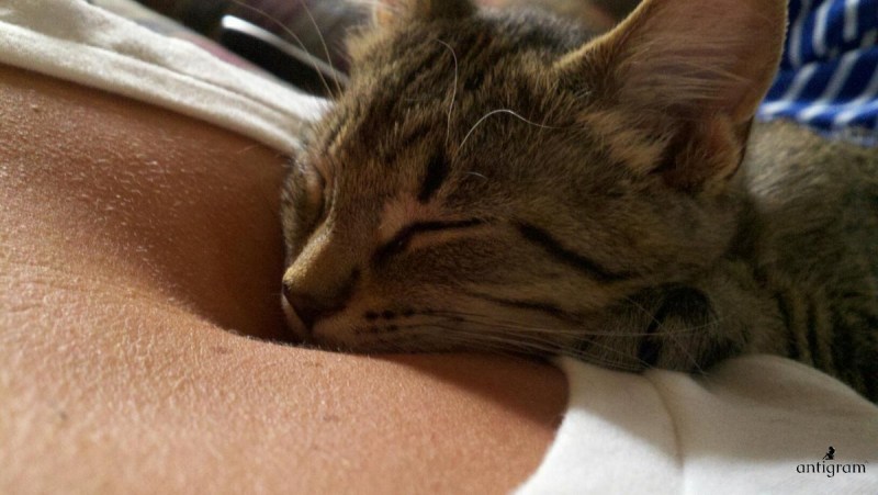 Кот лежит на груди