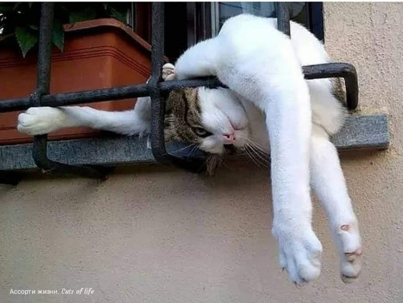 Котик на женской попе