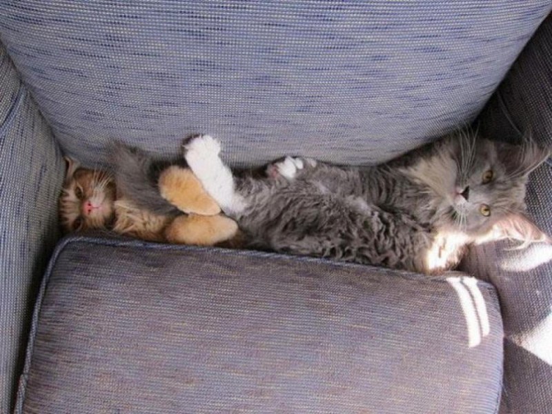 Кот спит в неудобной позе