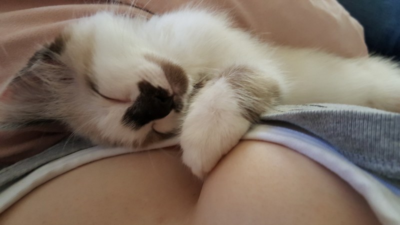 Кот спит на груди