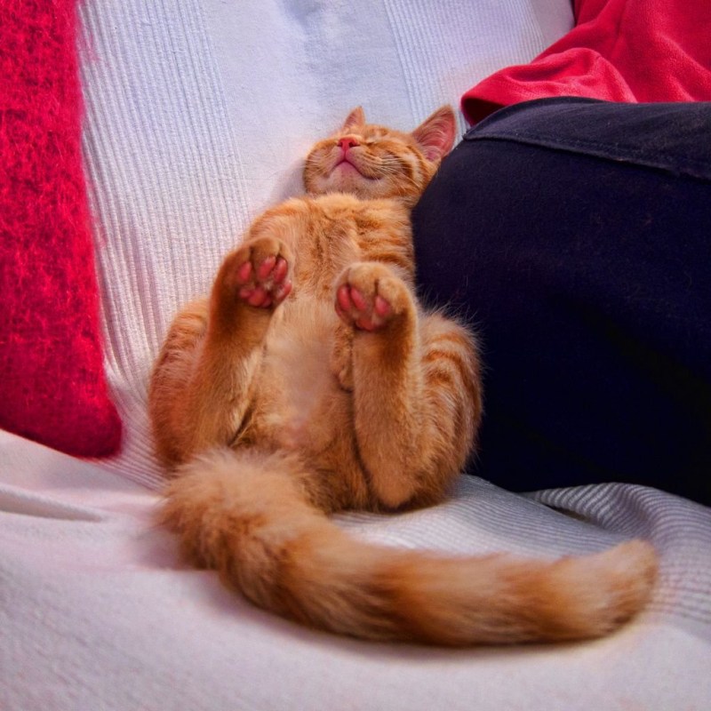 Белый котик вверх ногами