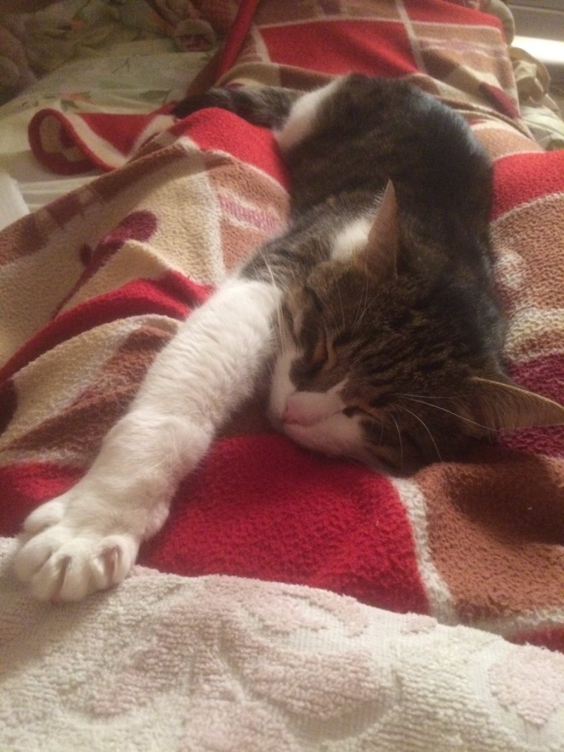 Котятки легли