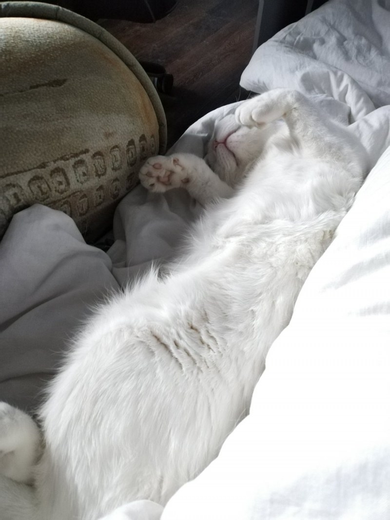 Спящий кот полностью