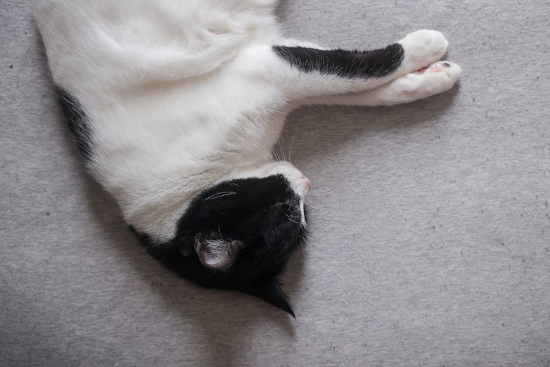 Котик на диване серый
