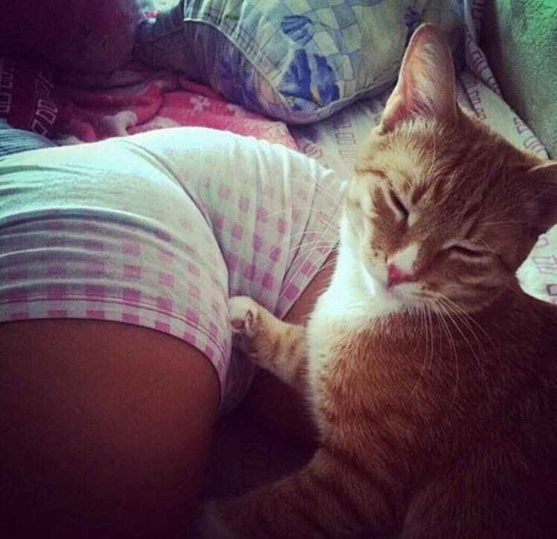 Фото размякшего кота