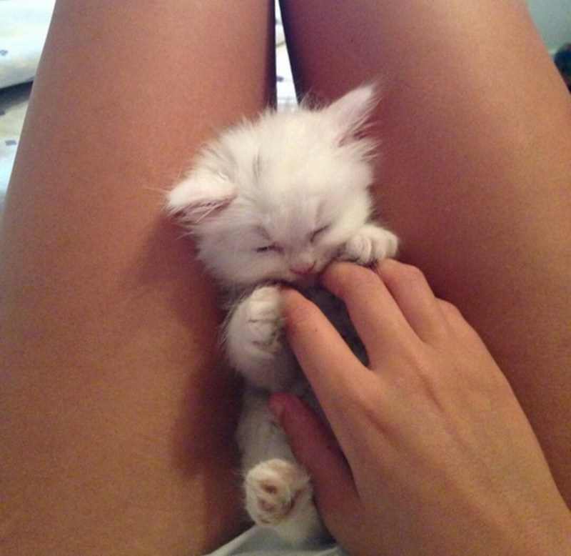 Котенок на коленях