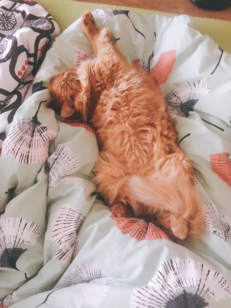 Кот между