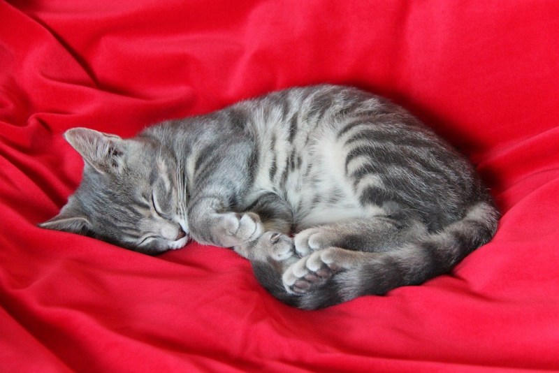 Коты спят в ногах