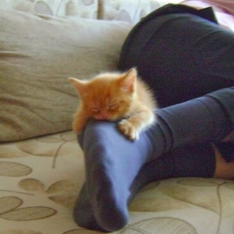 Котенок на ноге