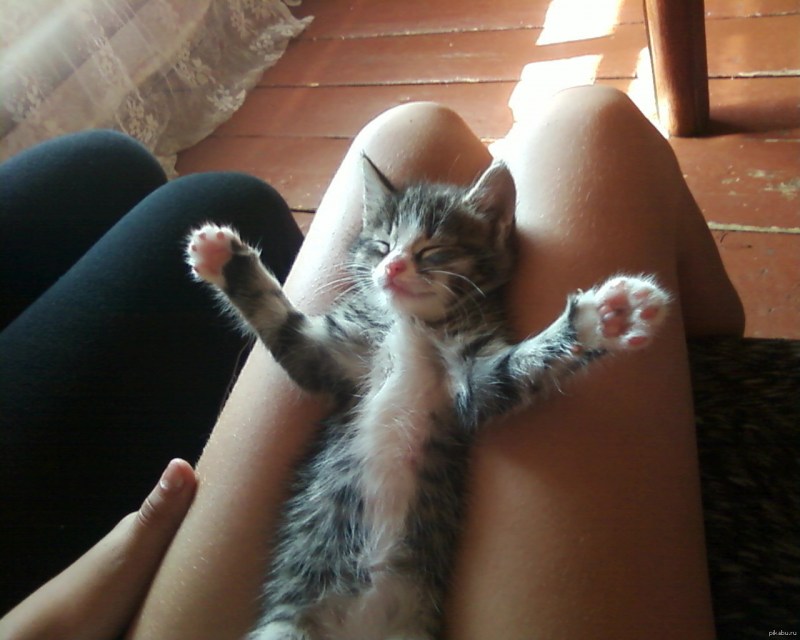 Кот у ног девушки