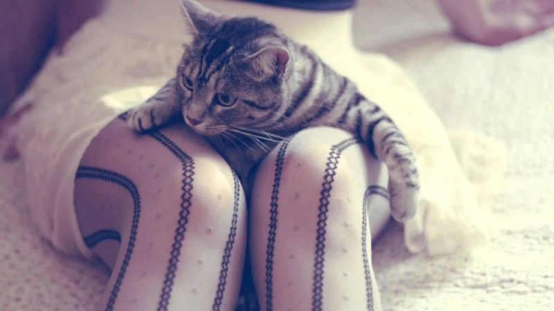 Ноги котика