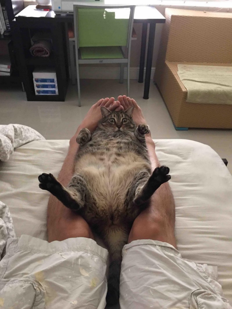 Matforcat лежак