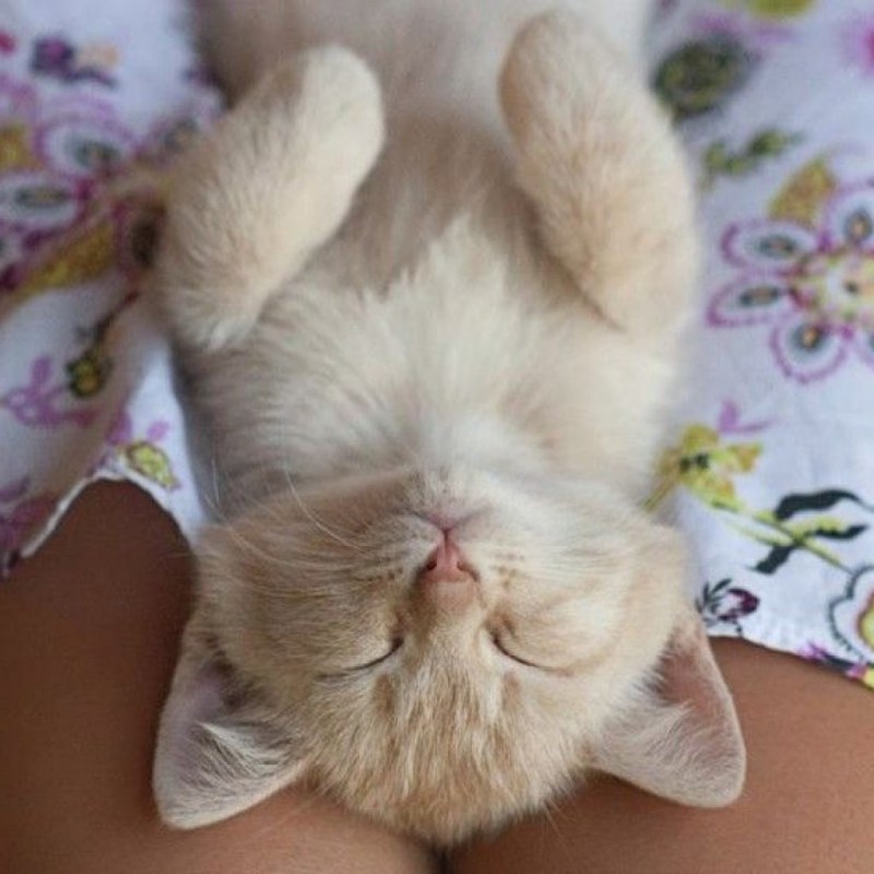 Спящие коты домашние фото