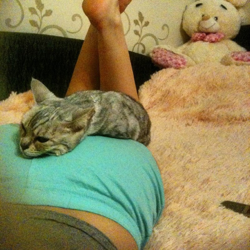 Кот лежит на девушке