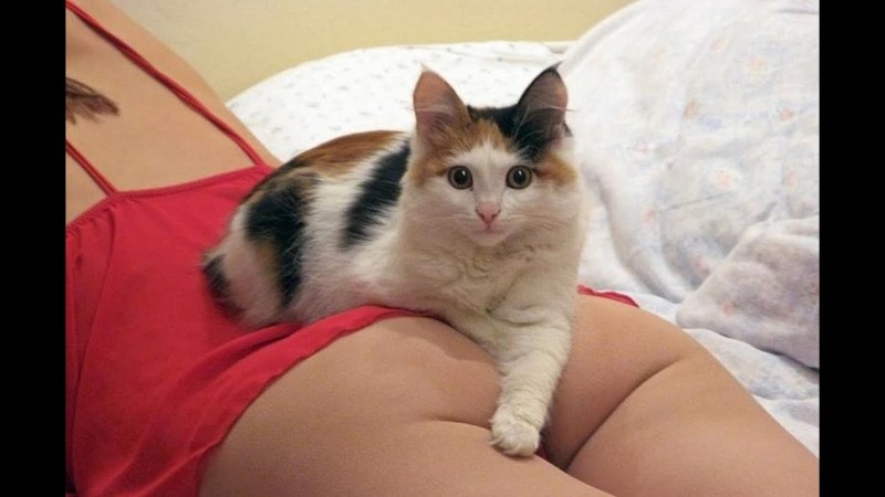 Кот лежит на девушке