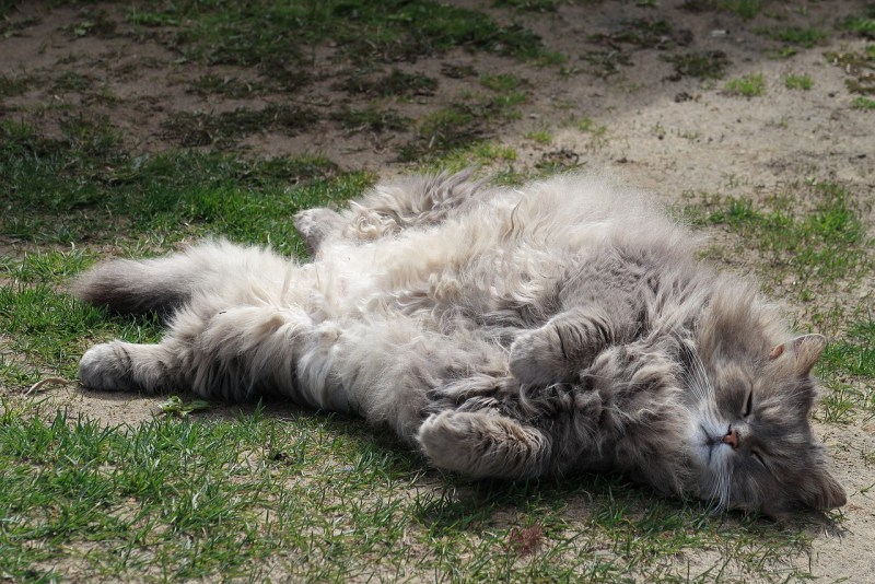 Кошачья киска