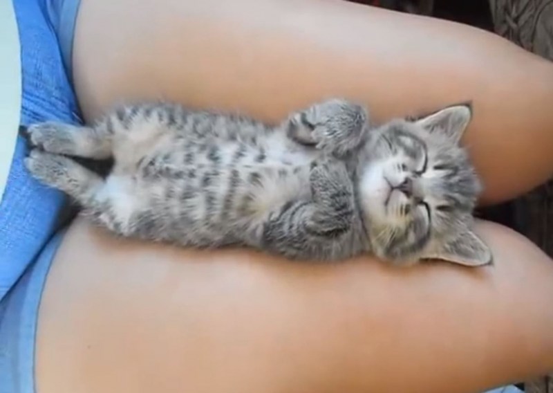 Кот лежит на девушке
