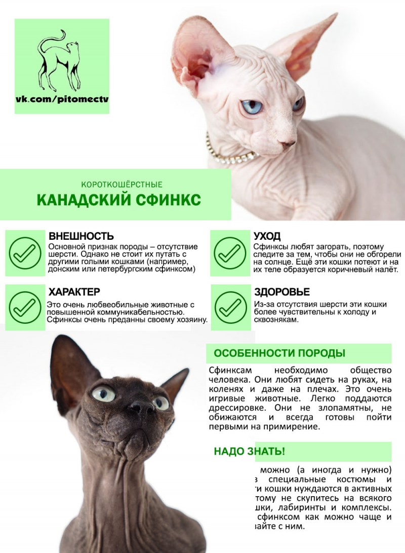 Донской сфинкс кошка