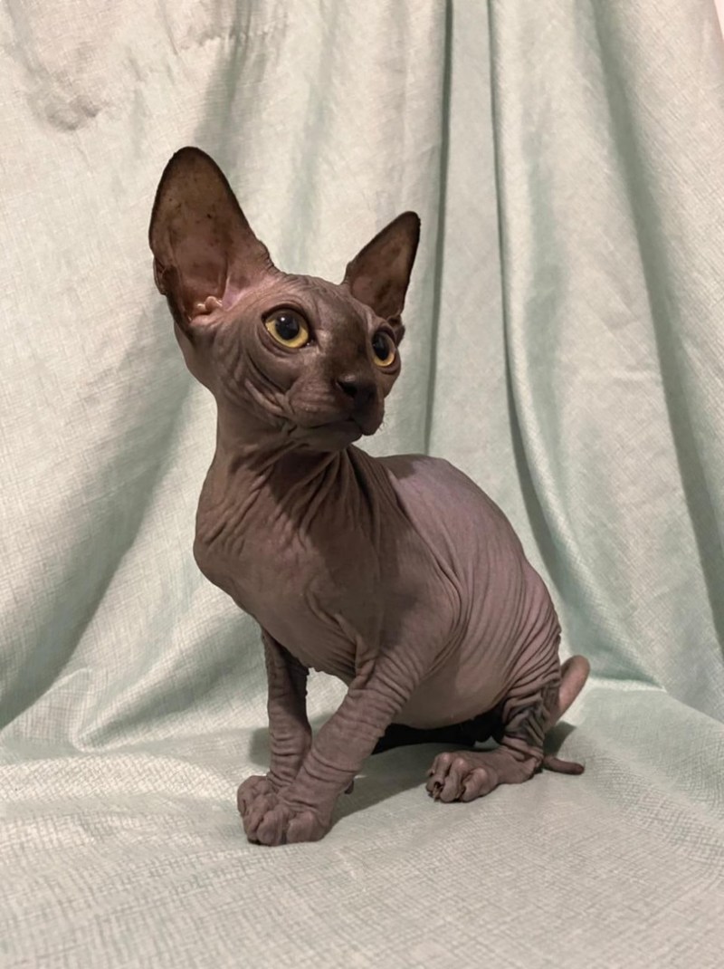 Донской сфинкс котята