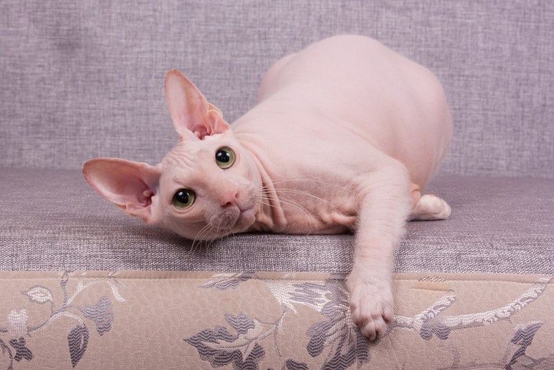 Донской сфинкс кошка