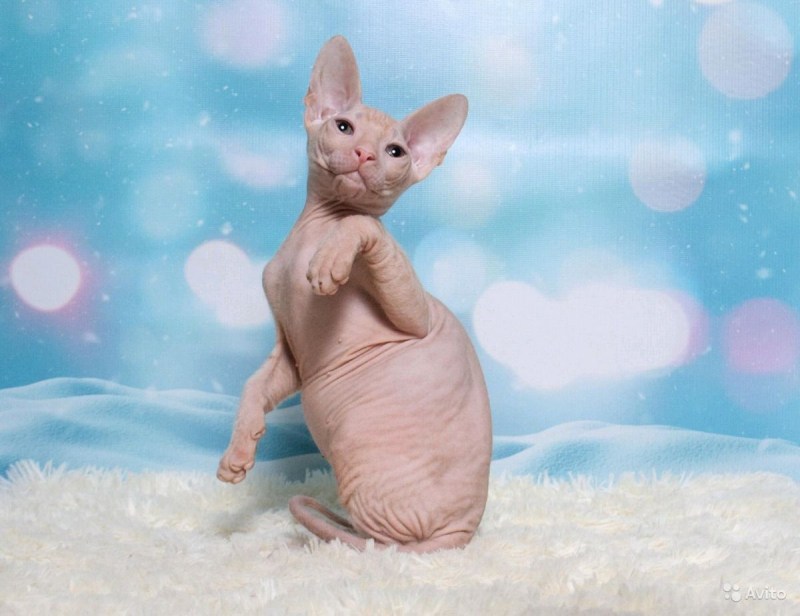 Сфинкс котенок
