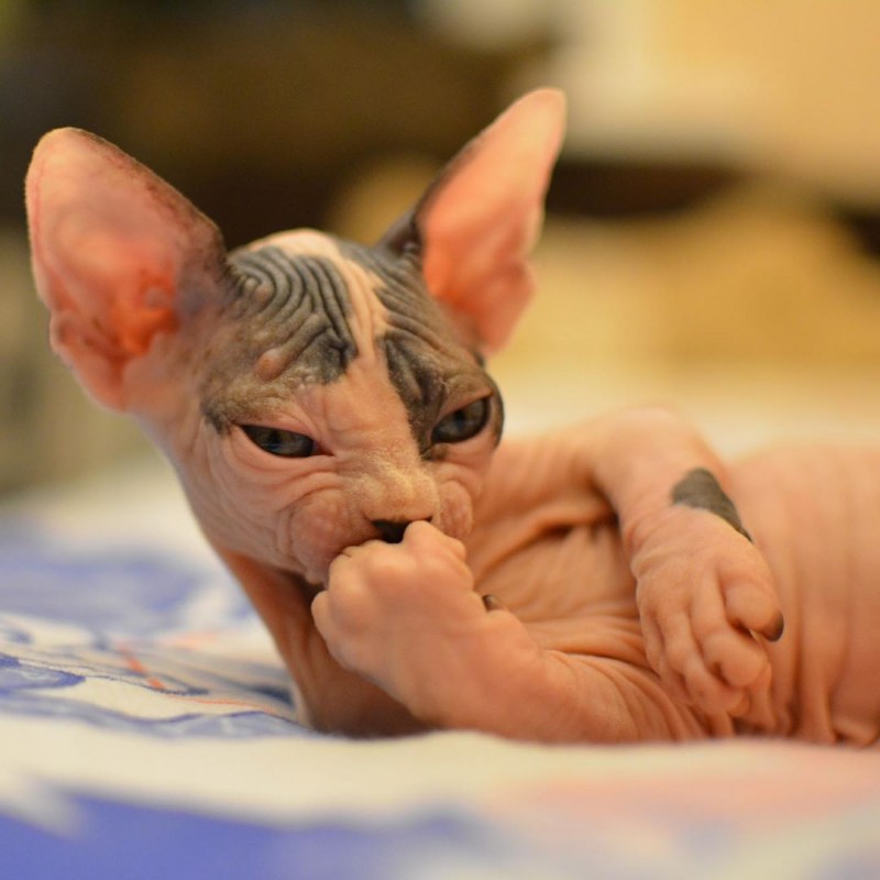 Сфинкс котята купить