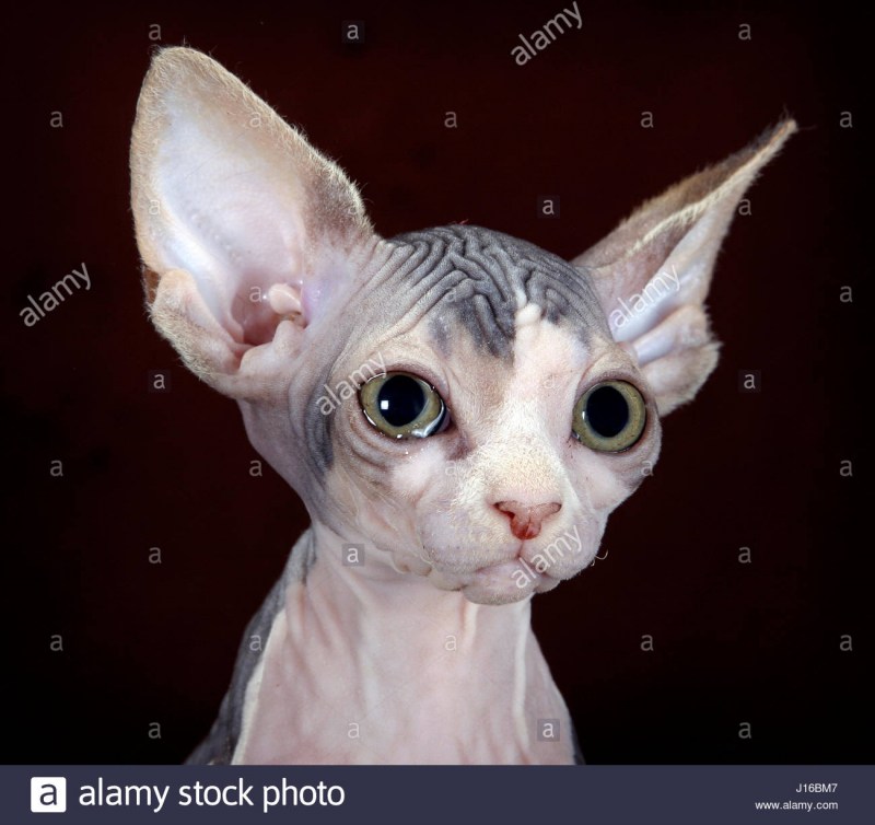 Длинноухий сфинкс