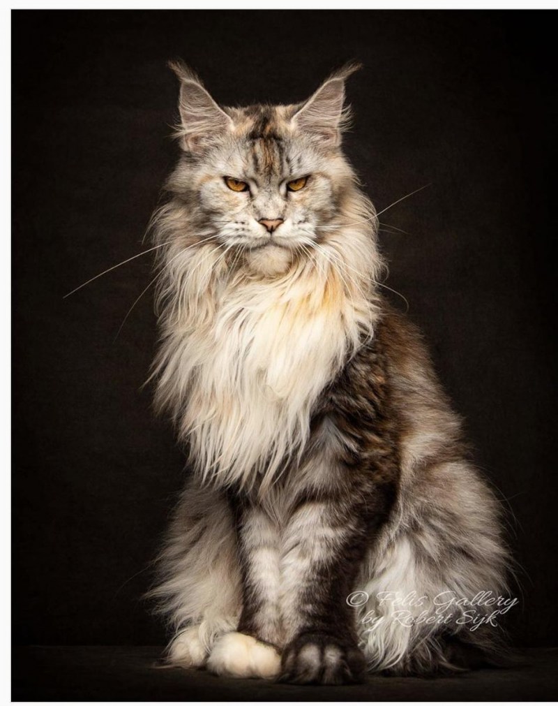 Мейнкун кот
