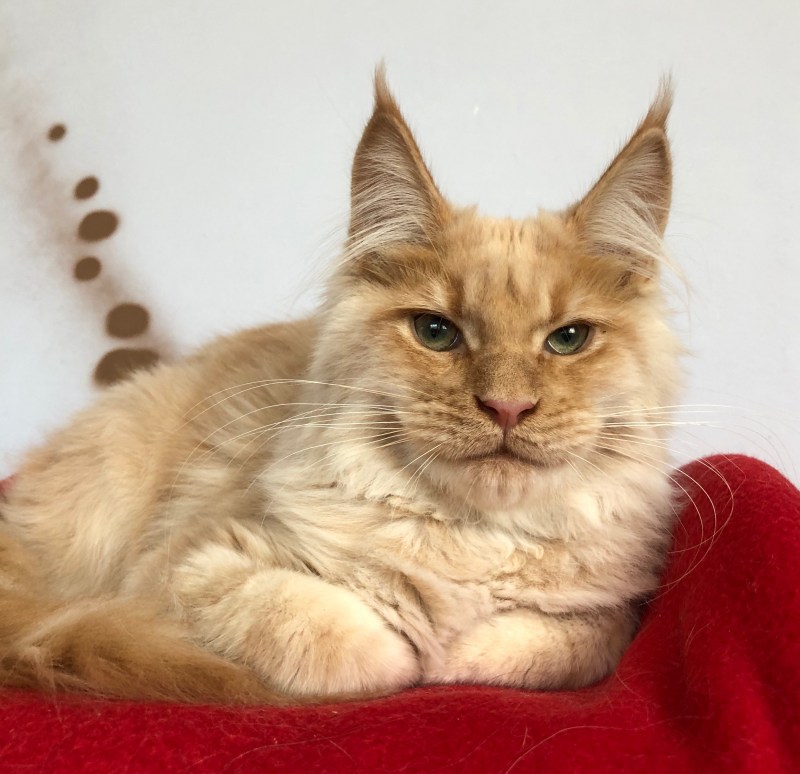 Коты Мейн кун
