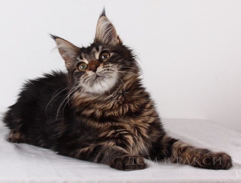 Коты Мейн куны