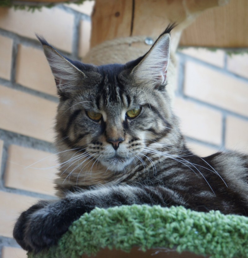 Кот Мейн кун