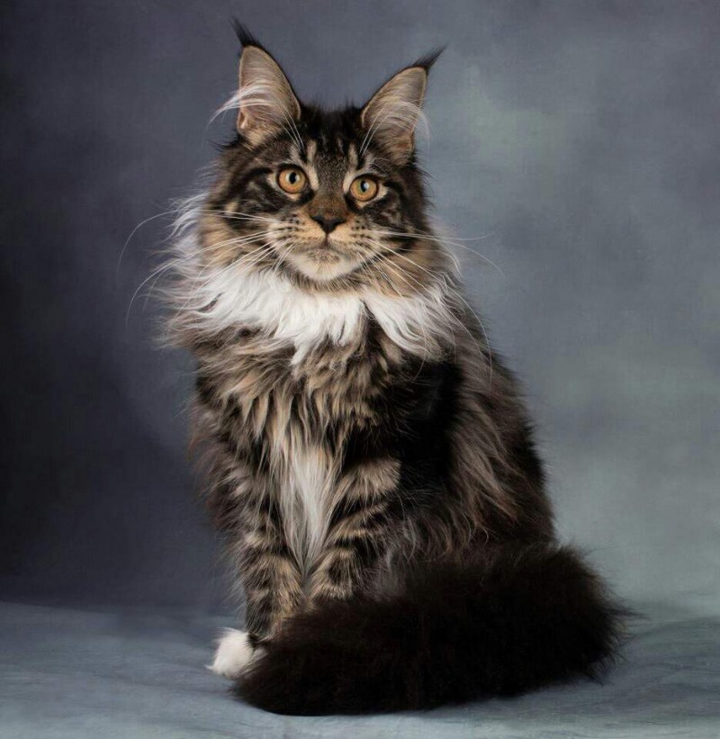 Кот Мейн кун