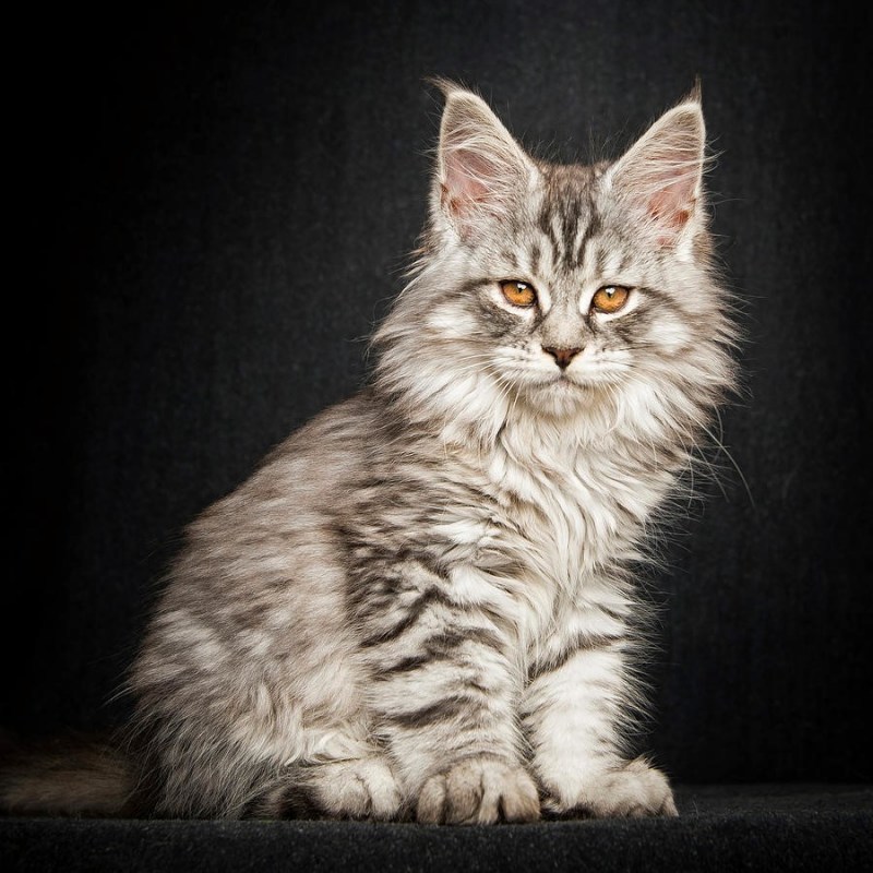 Американский кот Мейн кун