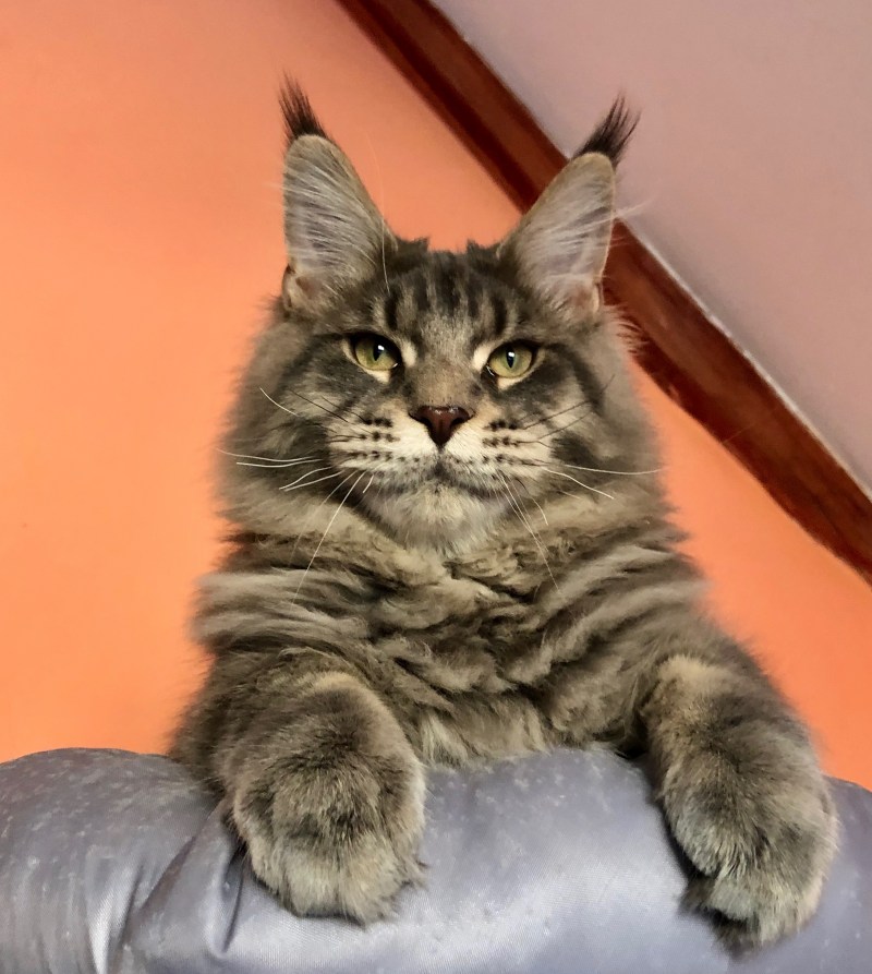 Коты породы Мейн кун