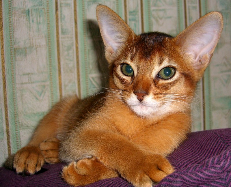 Абиссинская кошка дикий