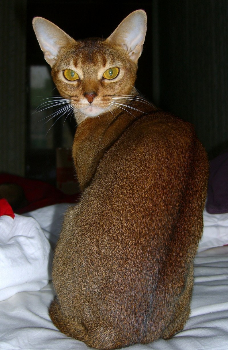 Абиссинская кошка дикий