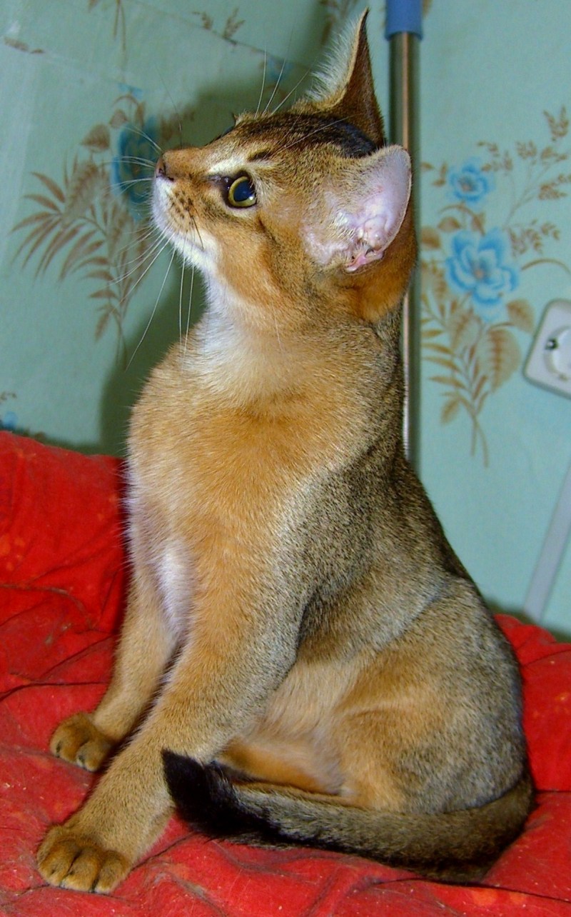 Египетский абиссинец