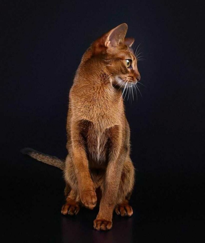 Абиссинская кошка Ruddy