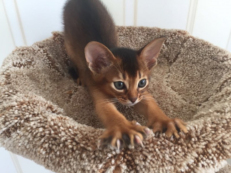 Абиссинская кошка дикий