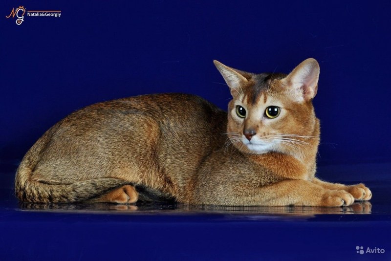 Абиссинская кошка