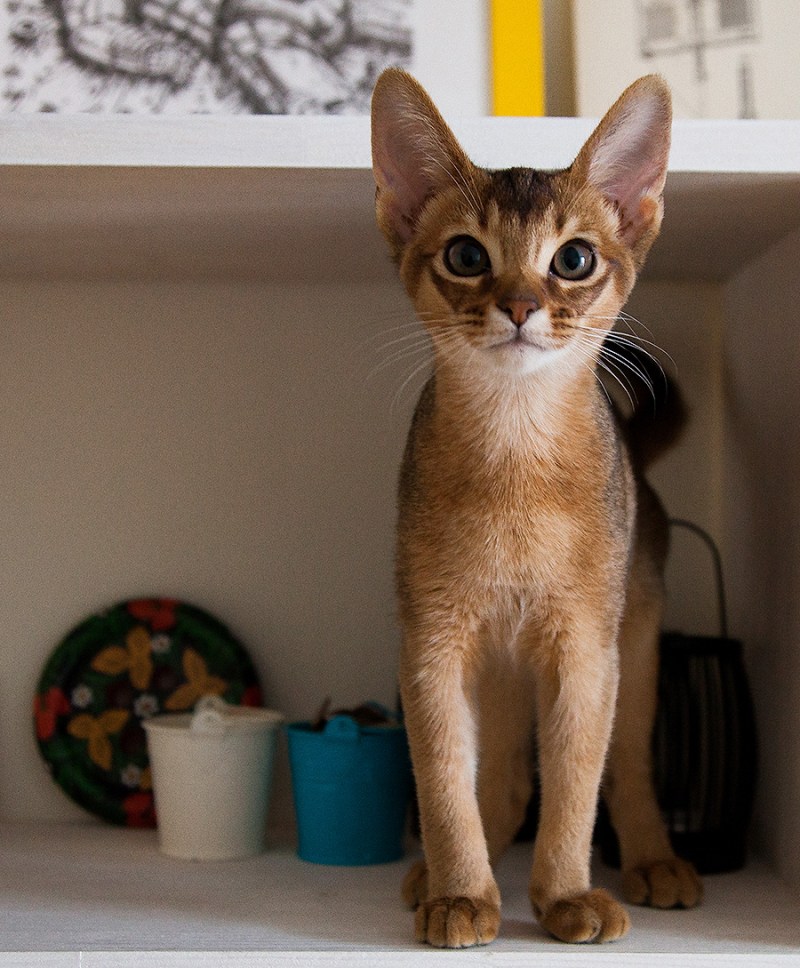 Абиссинская кошка