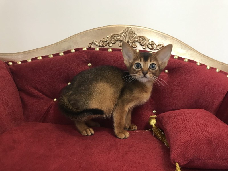 Абиссинская кошка дикий