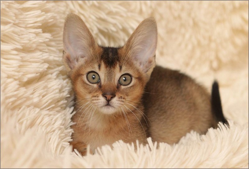 Американская Абиссинская кошка