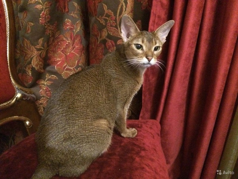 Тиккинг у кошек абиссинских кошек