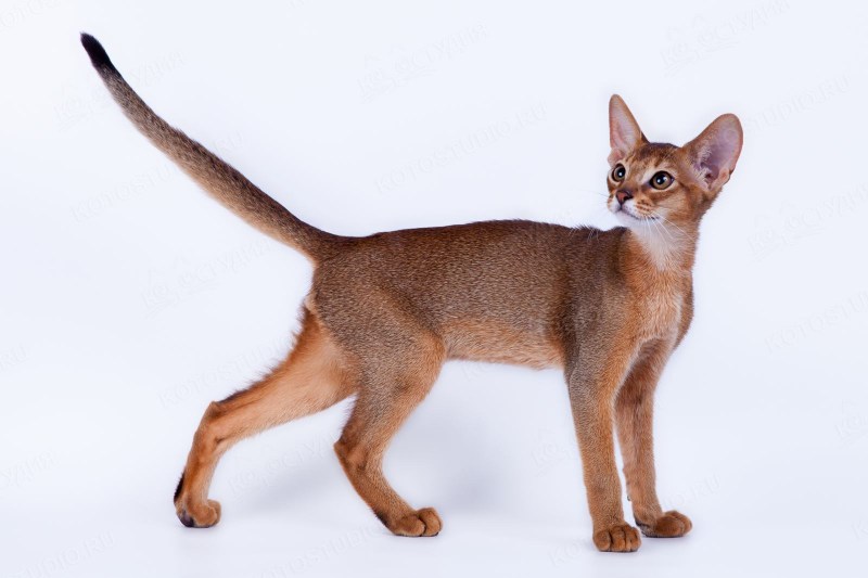 Абиссинская кошка