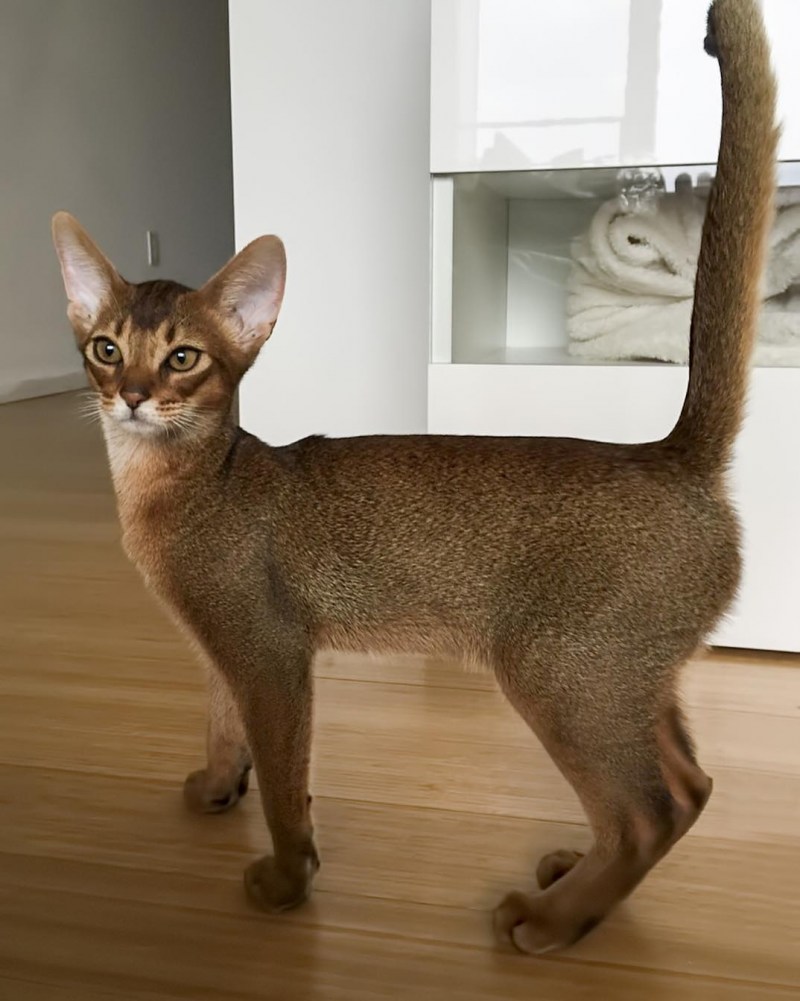 Абиссинская кошка