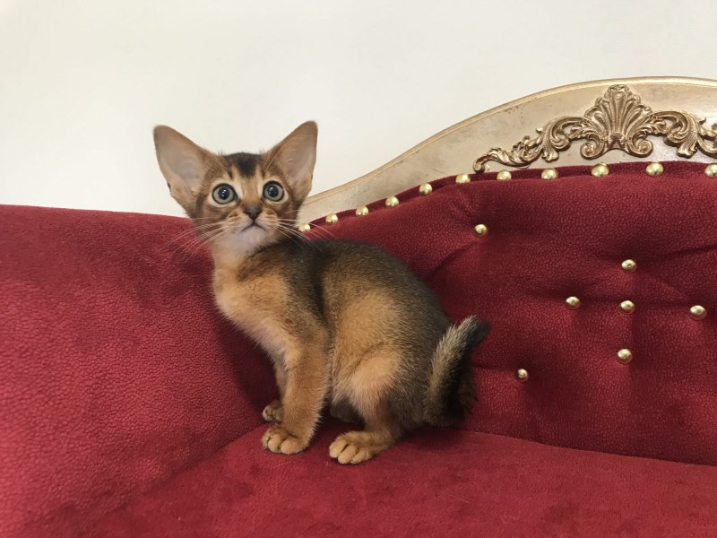 Абиссинская кошка дикий