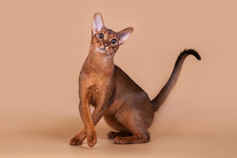 Абиссинский кот черно белый