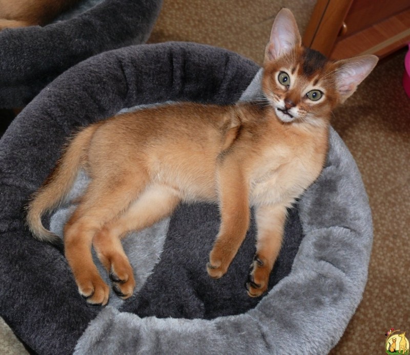 Абиссинская кошка дикий